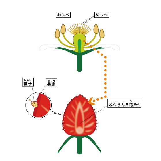 果物のつくり